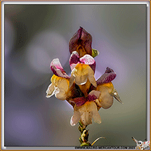 Muflier